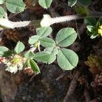 Medicago minima Leaf