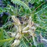Astragalus sirinicus Flower