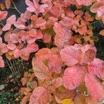 Cotinus obovatus Blad