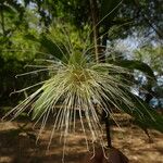 Cynophalla flexuosa Yeri