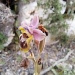 Ophrys tenthredinifera Цвят