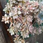 Sedum mendozaeЦвят