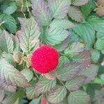 Rubus illecebrosus Фрукт