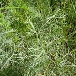 Artemisia alba Likasa