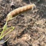 Vicia bithynica Ffrwyth