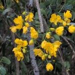 Senna bicapsularis Blüte