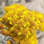 Jacobaea maritima Flor