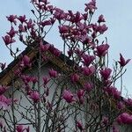 Magnolia liliiflora Цвят