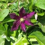 Clematis viticellaFlor