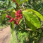 Magnolia doltsopa Fruto