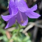 Campanula sibirica Květ