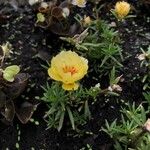 Portulaca grandifloraFlower