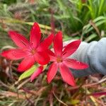 Hesperantha coccinea 花