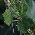 Neustanthus phaseoloides पत्ता