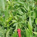 Capsicum annuum Агульны выгляд