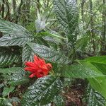 Aphelandra tridentata Leaf