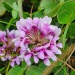 Trifolium rueppellianum Цветок