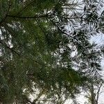 Abies alba Leaf