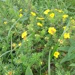 Potentilla aureaFlower