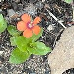 Lysimachia arvensis Blatt