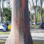 Eucalyptus deglupta Bark