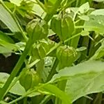 Physalis longifolia Fruit