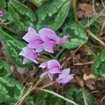 Cyclamen hederifoliumᱵᱟᱦᱟ