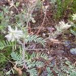 Oxytropis pilosa Hábitos