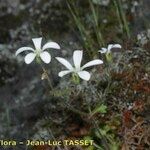 Saxifraga corsica ফুল