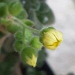 Aichryson porphyrogennetos Flower