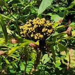 Osmoxylon lineare Fruit