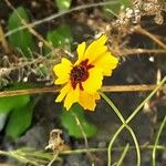 Coreopsis tinctoria 花