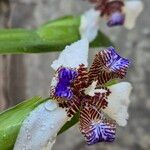 Trimezia gracilis Flower