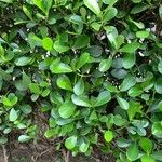 Clusia fluminensis Leaf