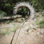 Bouteloua gracilis Fruit