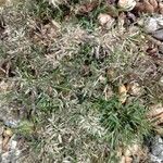 Eragrostis minor Tabia