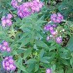 Phlox drummondii Habit