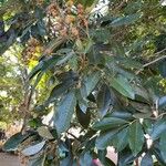 Cossinia pinnata Leht