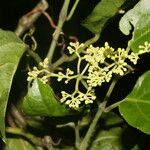 Cissus verticillata Ліст