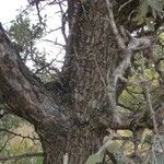 Pyrus spinosa 樹皮