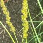 Carex vulpinoidea Blomma