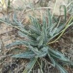 Plantago albicans Blad