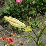 Lilium regale Çiçek