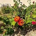 Lantana aculeata Flors