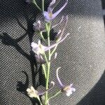 Delphinium gracile Flower