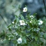 Philadelphus microphyllus Habit