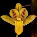 Dendrobium pectinatum फूल