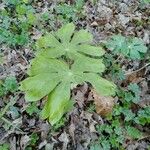 Podophyllum peltatum Lapas