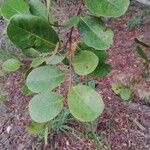 Chrysobalanus icaco Blatt