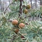 Juniperus macrocarpa Fruit